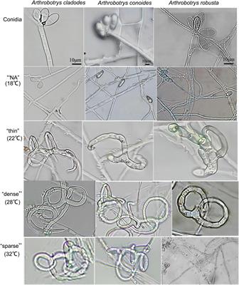 Transcriptome analysis highlights the influence of temperature on hydrolase and traps in nematode-trapping fungi